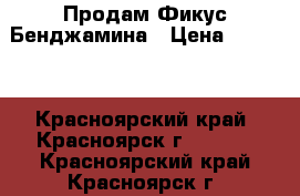 Продам Фикус Бенджамина › Цена ­ 1 550 - Красноярский край, Красноярск г.  »    . Красноярский край,Красноярск г.